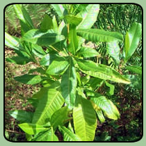 Varnish Leaf